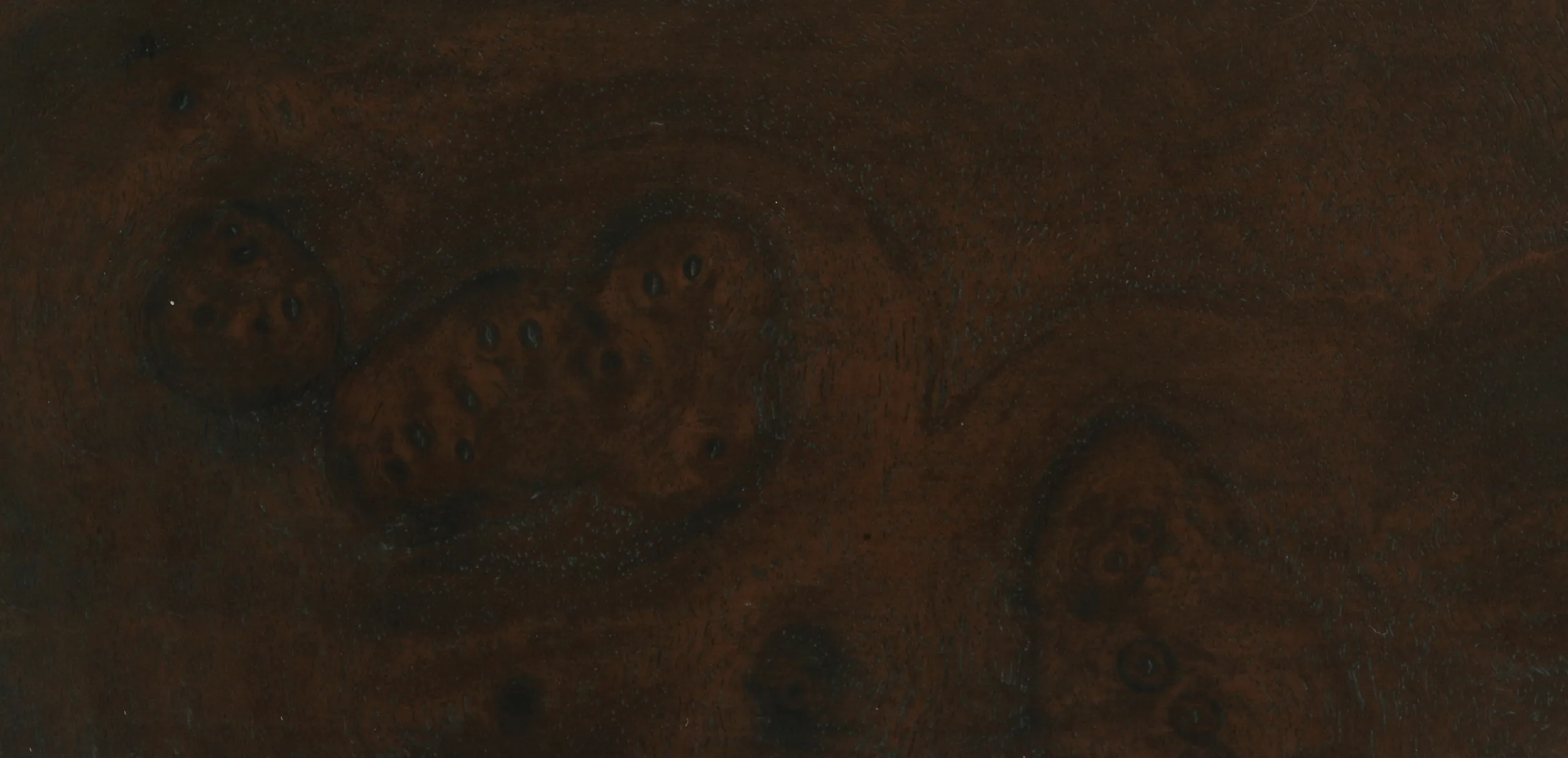 Walnut burl dark
